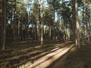 Превью обои лес, хвойный, сосны, тропинка, деревья