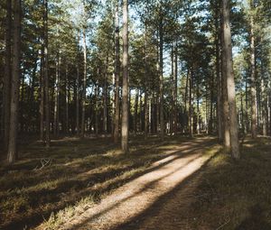 Превью обои лес, хвойный, сосны, тропинка, деревья