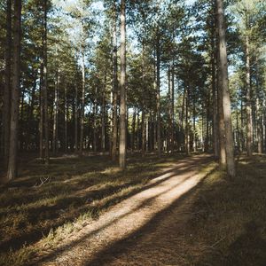 Превью обои лес, хвойный, сосны, тропинка, деревья