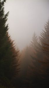 Превью обои лес, хвойный, туман, деревья, осень