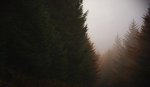Превью обои лес, хвойный, туман, деревья, осень