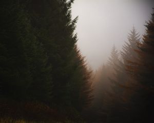 Превью обои лес, хвойный, туман, деревья, осень