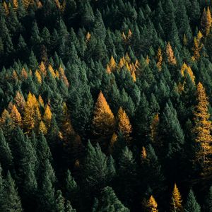 Превью обои лес, хвойный, вид сверху, деревья, верхушки