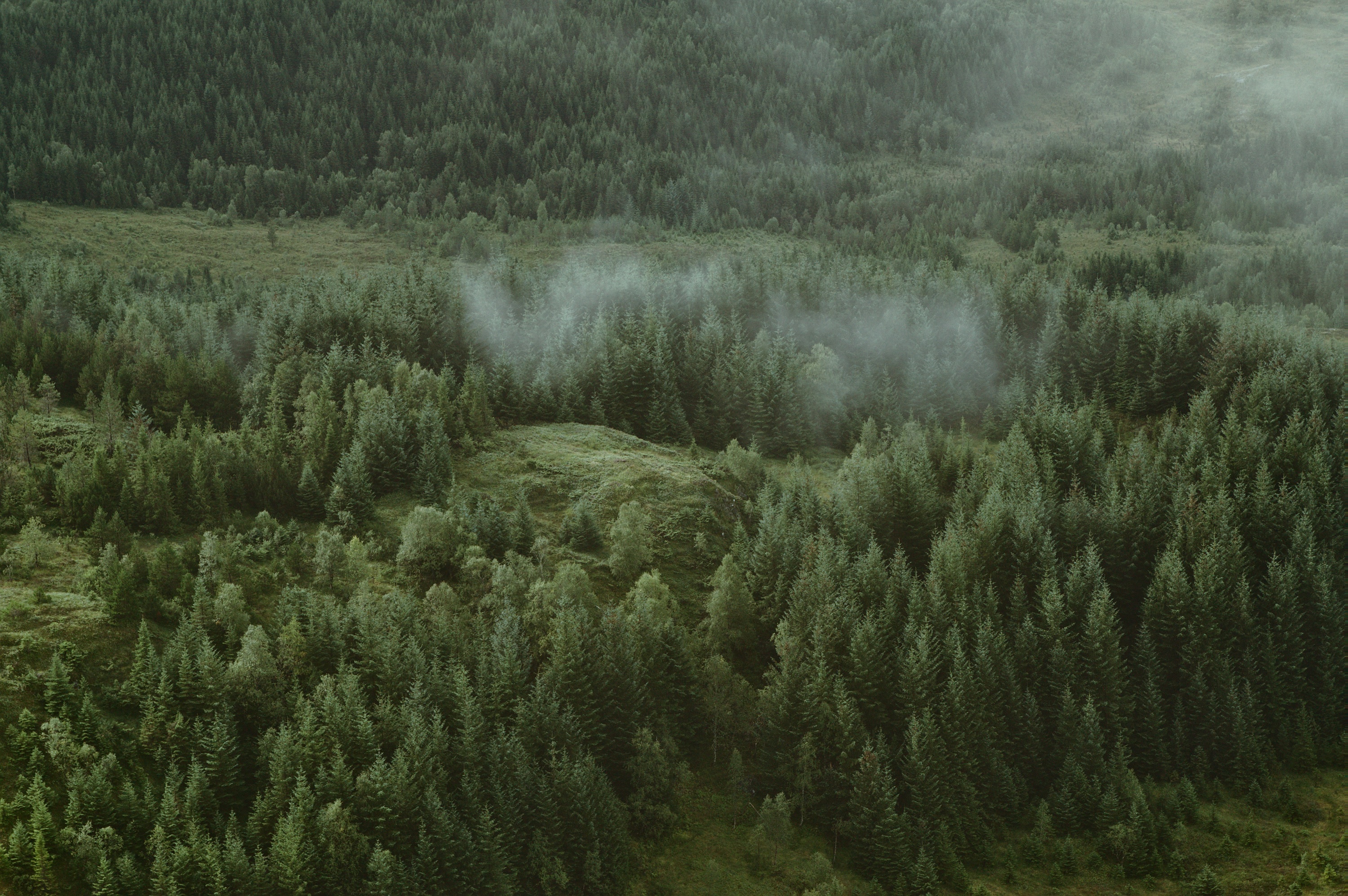 Хвойный воздух. Лес сверху. Лес вид сверху. Леса Сибири. Хвойный лес в тумане.