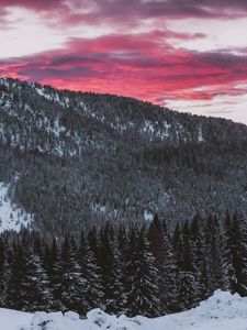 Превью обои лес, хвойный, заснеженный, склон, пейзаж