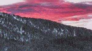 Превью обои лес, хвойный, заснеженный, склон, пейзаж