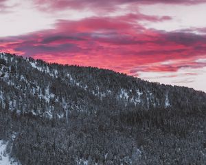 Превью обои лес, хвойный, заснеженный, склон, пейзаж