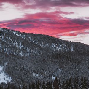 Превью обои лес, хвойный, заснеженный, склон, пейзаж