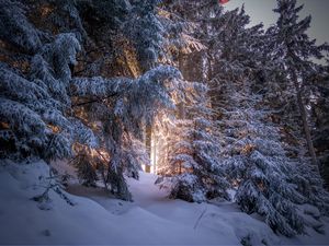 Превью обои лес, хвойный, зима, деревья, снег