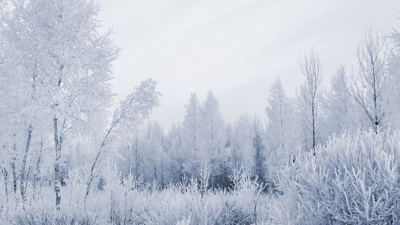 Обои лес, иней, седина, зима, мороз