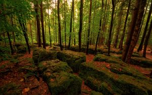 Превью обои лес, камни, мох, деревья