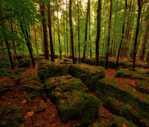 Превью обои лес, камни, мох, деревья