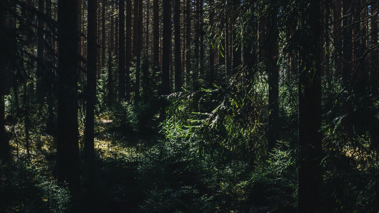 Обои лес, лето, деревья, тени, юлёярви, западная финляндия