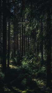 Превью обои лес, лето, деревья, тени, юлёярви, западная финляндия