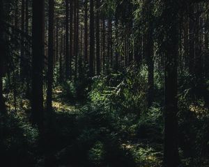 Превью обои лес, лето, деревья, тени, юлёярви, западная финляндия