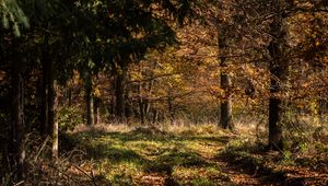 Превью обои лес, листья, деревья, осень, лучи