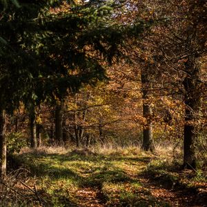 Превью обои лес, листья, деревья, осень, лучи