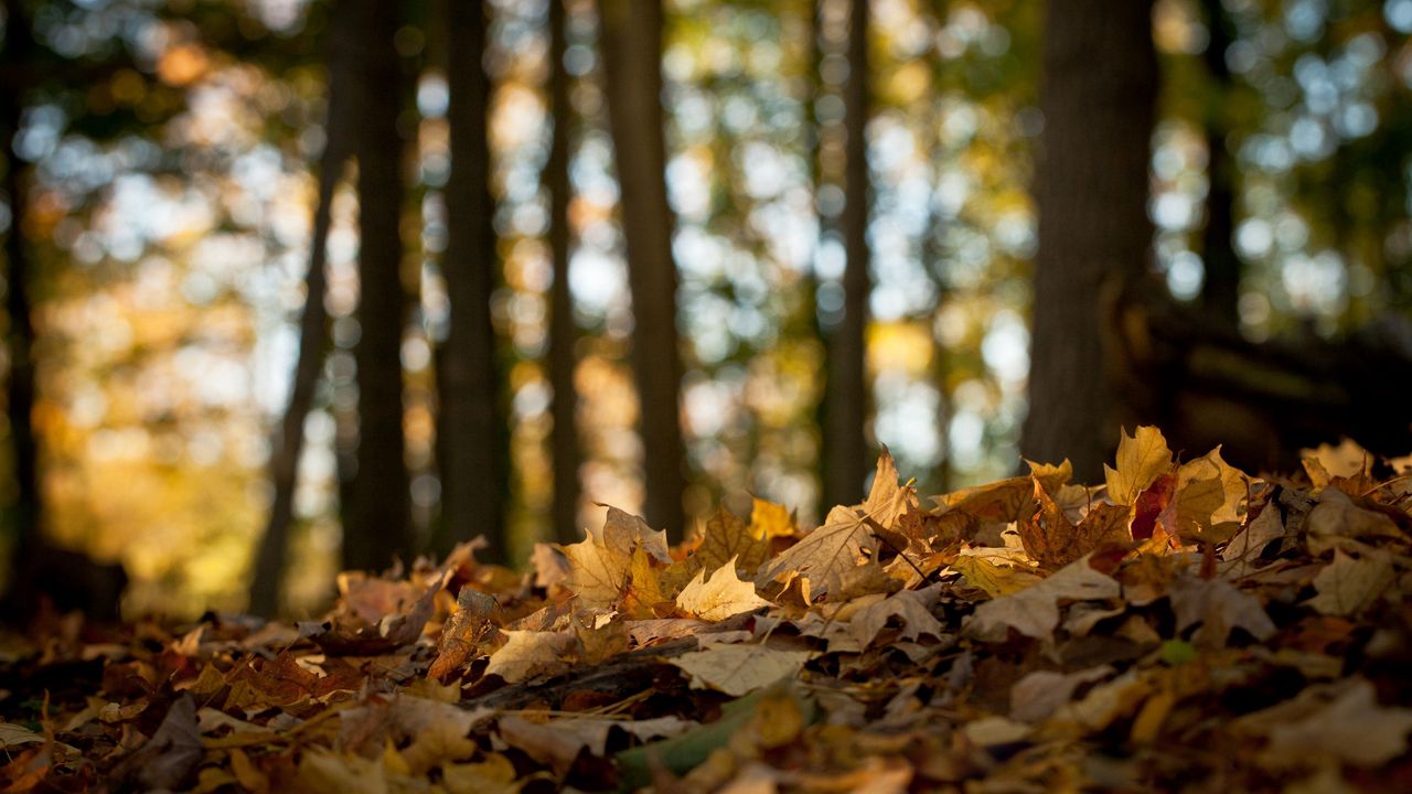 Обои лес, листья, клен, земля, осень, увядание