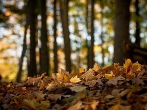 Превью обои лес, листья, клен, земля, осень, увядание