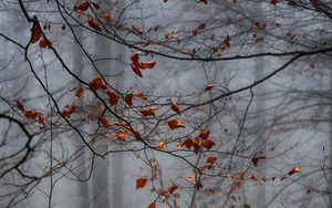 Превью обои лес, листья, туман, осень, мрачный