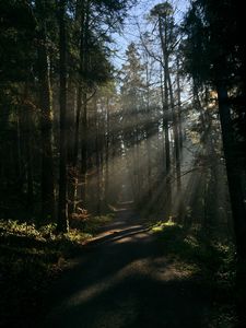 Превью обои лес, лучи, деревья, тропа