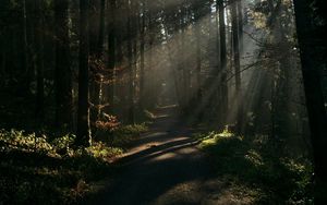 Превью обои лес, лучи, деревья, тропа