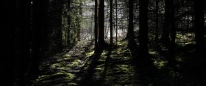 Превью обои лес, лучи, деревья, трава