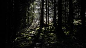 Превью обои лес, лучи, деревья, трава