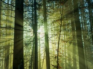 Превью обои лес, лучи, деревья, утро