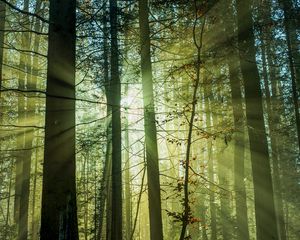 Превью обои лес, лучи, деревья, утро