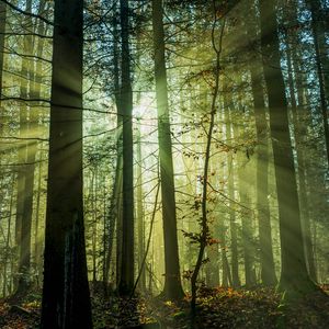 Превью обои лес, лучи, деревья, утро