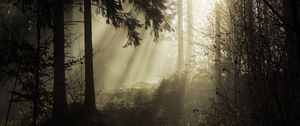 Превью обои лес, лучи, деревья