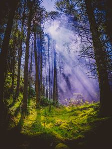 Превью обои лес, лучи, деревья, трава, ветки