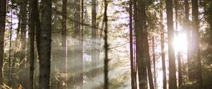 Превью обои лес, лучи, деревья, ветки