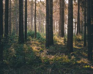 Превью обои лес, лучи, кусты