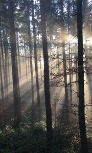 Превью обои лес, лучи солнца, деревья, туман