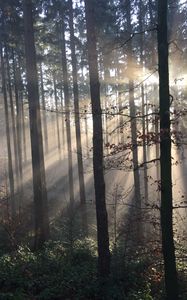 Превью обои лес, лучи солнца, деревья, туман