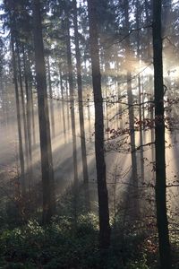 Превью обои лес, лучи солнца, деревья, туман
