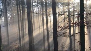 Превью обои лес, лучи солнца, деревья, туман