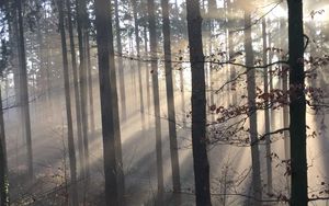Превью обои лес, лучи солнца, деревья, туман
