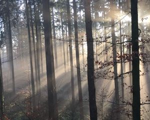 Превью обои лес, лучи солнца, деревья, туман