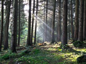Превью обои лес, лучи солнца, деревья, листва, трава