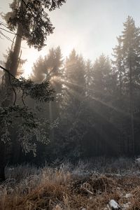 Превью обои лес, лучи солнца, деревья, листва, мороз