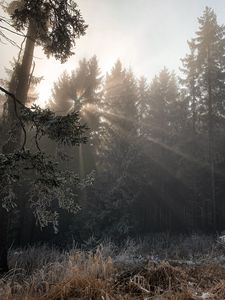 Превью обои лес, лучи солнца, деревья, листва, мороз