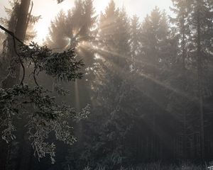 Превью обои лес, лучи солнца, деревья, листва, мороз