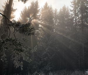 Превью обои лес, лучи солнца, деревья, листва, мороз