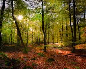 Превью обои лес, лучи солнца, листва, пейзаж