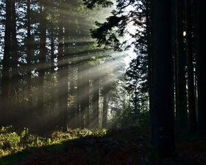 Превью обои лес, лучи, солнце, деревья, лето