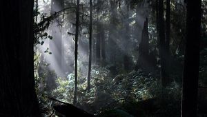 Превью обои лес, лучи, трава, деревья, ель