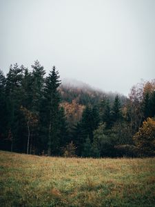 Превью обои лес, лужайка, деревья, пейзаж, природа